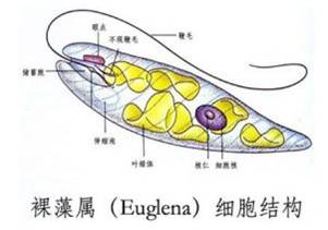 (二)柄裸藻属