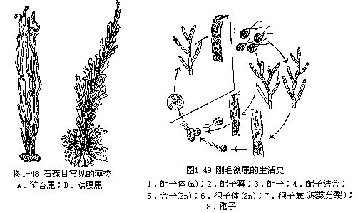 (三)分布    绿藻分布在淡水和海水中,海产种类约占 10% ,淡水产