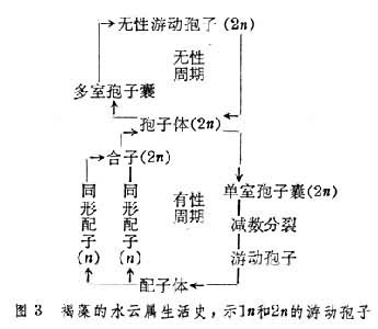 在异形世代交替中多数是孢子体大,配子体小,如海带;少数是孢子体