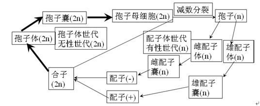 真核藻类的生活史—合子减数分裂(核相交替