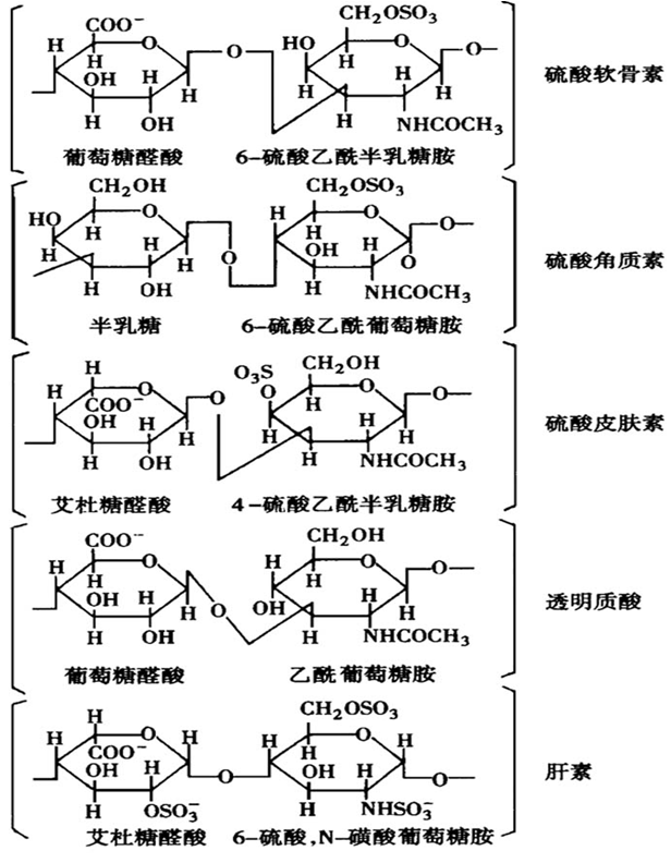 一,糖胺聚糖的结构