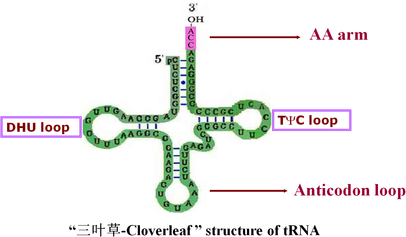 3 dimensional of trna