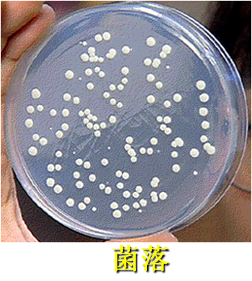 可以是在液体培养基上产生的细菌群体吗菌落定义是:生长在固体培养基