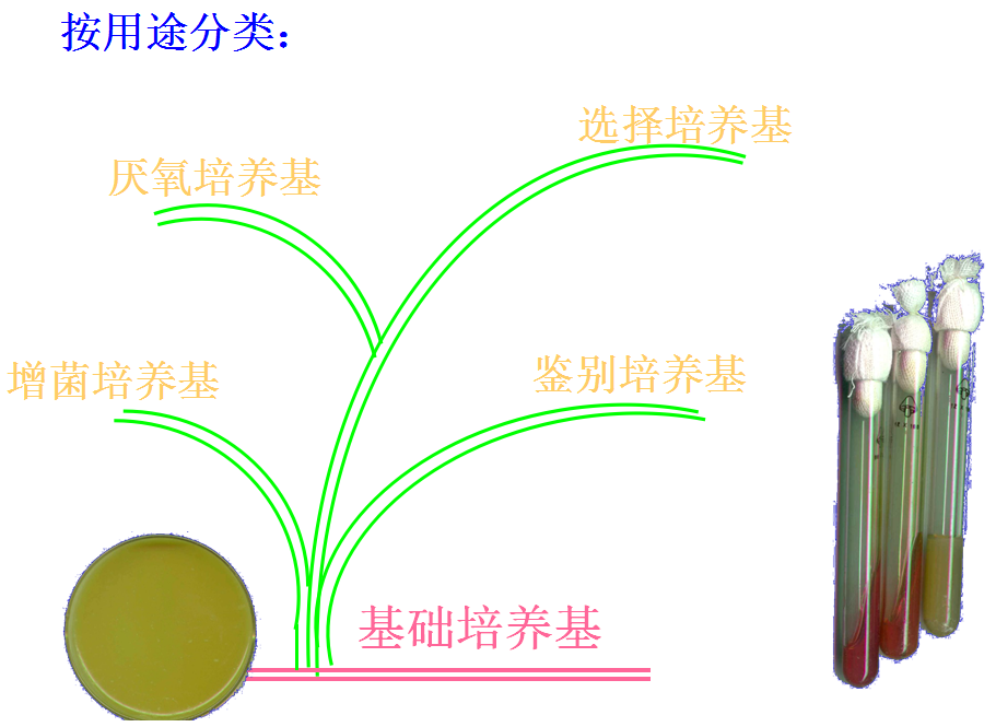 半固体培养基 3.固体培养基