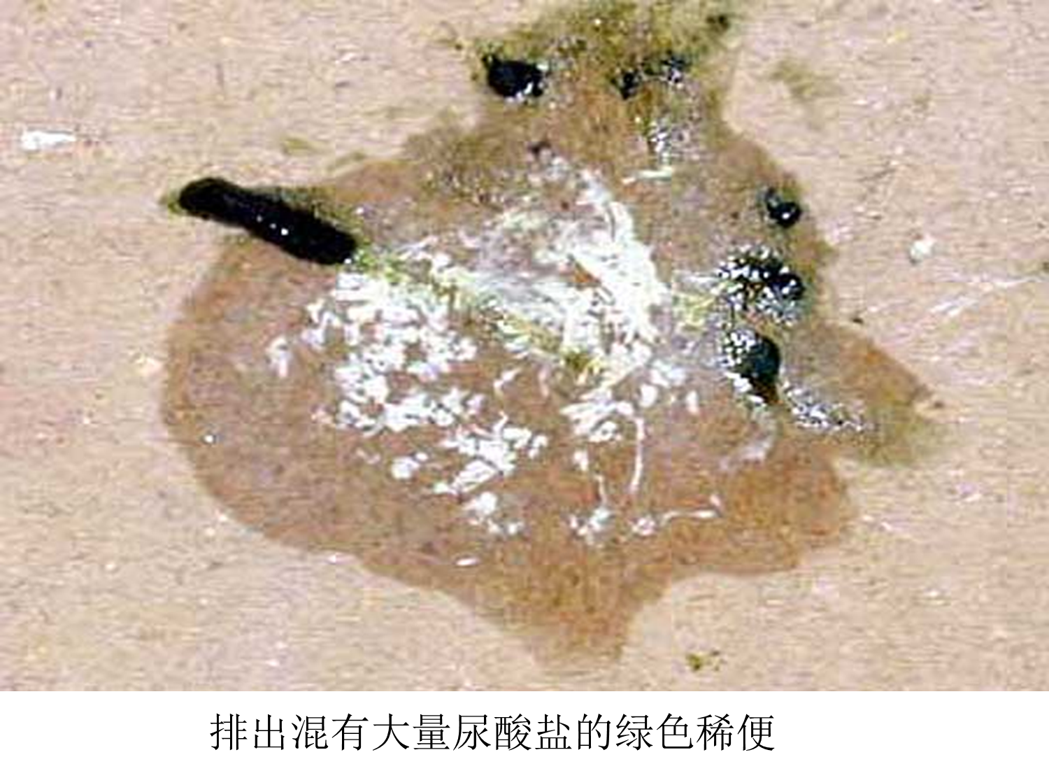 白色念珠菌病可感染鸡,火鸡,鸽,鸭等禽类,幼禽多发,发病率和死亡率在