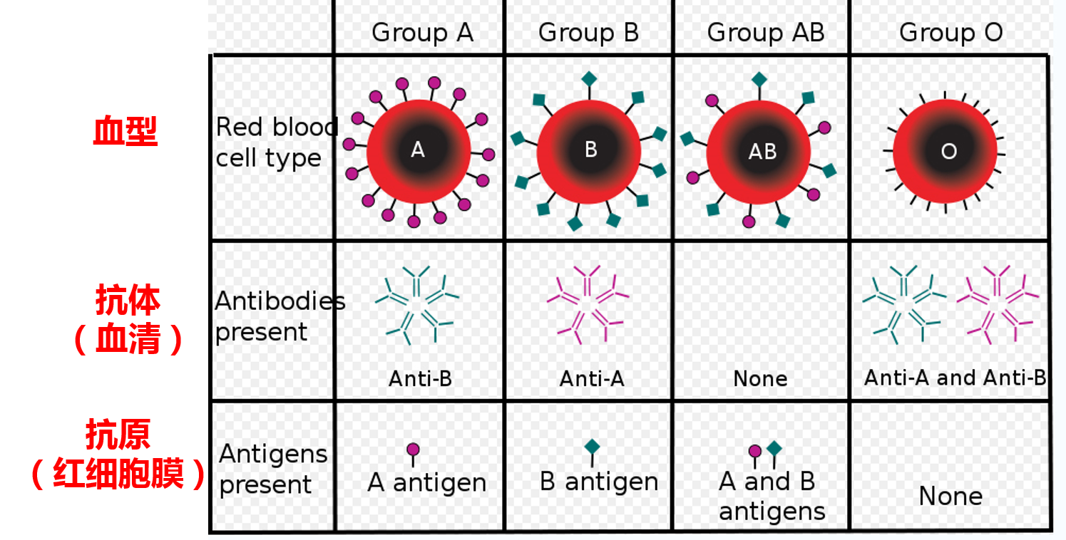 凝集反应的原理_图13-3间接凝集抑制反应原理示意图(2)