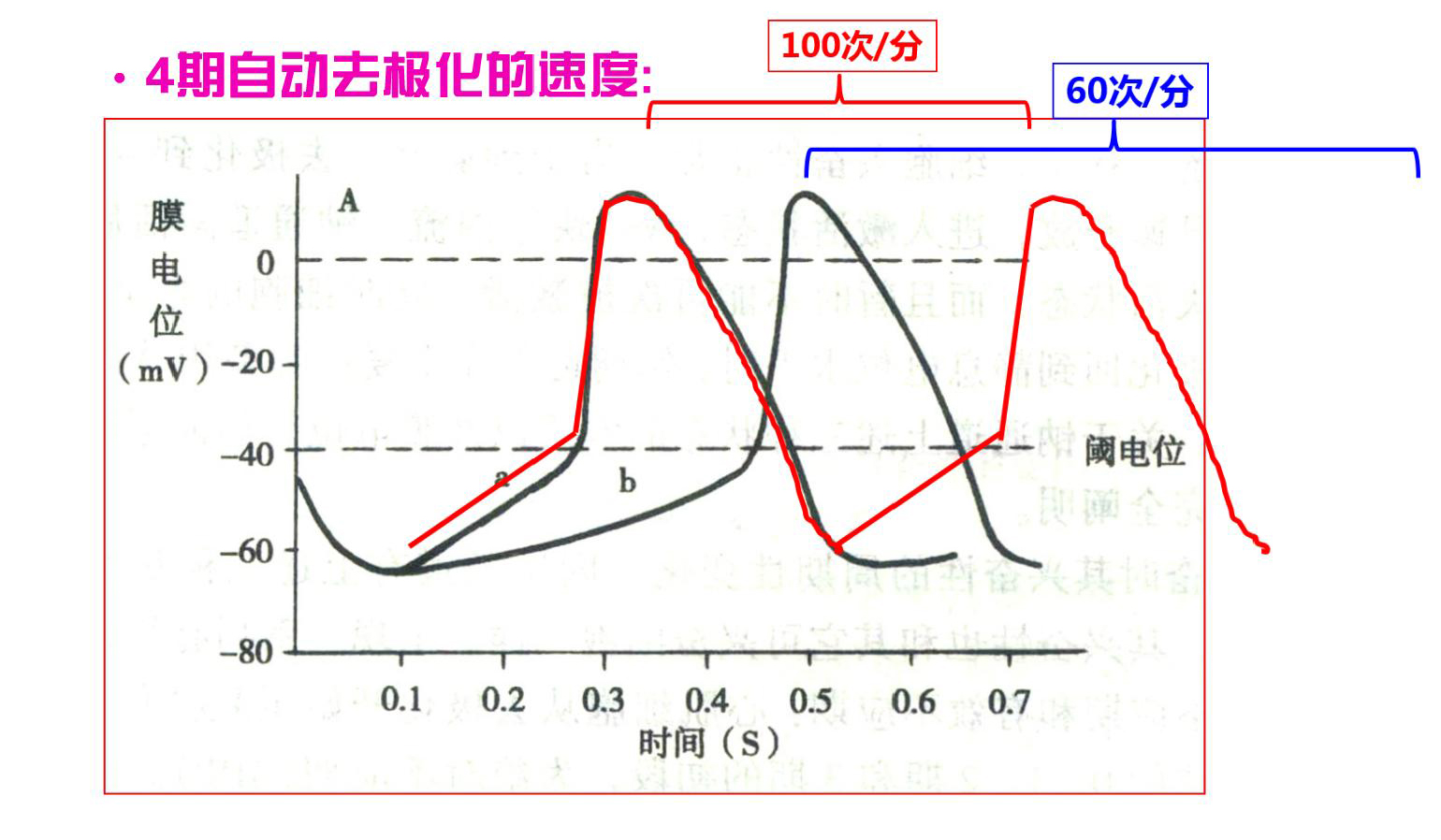 4期自动去极化的速度