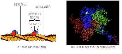 心肌肌钙蛋白,肌红蛋白及ck-mb对急性心肌梗死诊断的价值