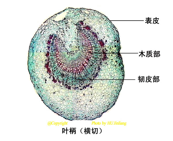 全屏显示课程章节