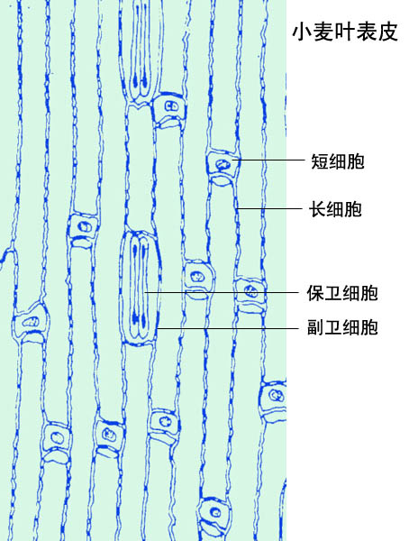 禾本科植物叶片表皮的结构组成比较复杂,但却比较整齐,它们由表皮