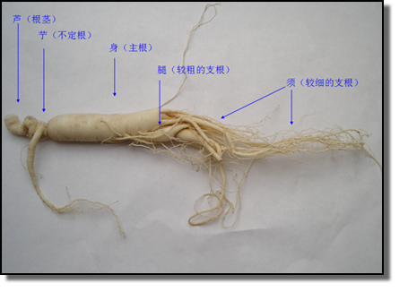 拘挛而弯曲,具不定根(苆)      和稀疏的凹窝状(芦碗)