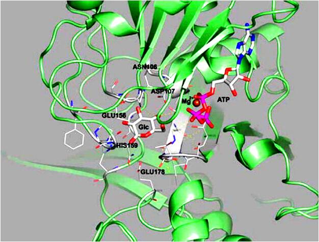 zn2 fe2 mn2 金属酶(metalloenzyme 金属结合酶