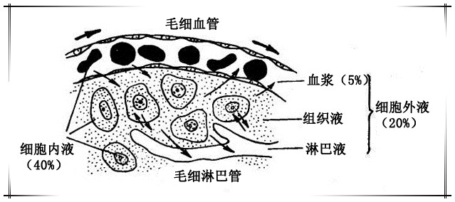 1. 机体的体液组成