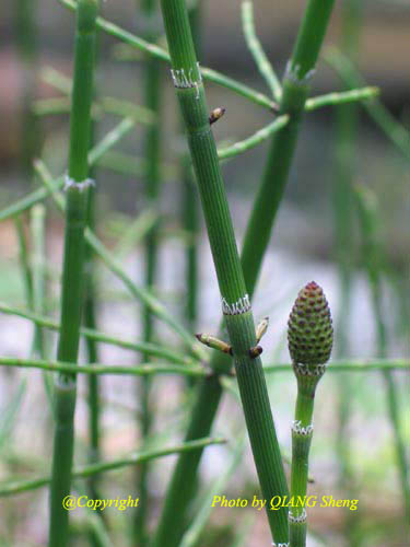 木贼