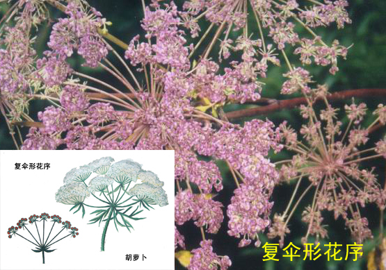 (4)复伞房花序:花序轴的顶端分出伞房分枝,每一个分枝相当于一个伞房