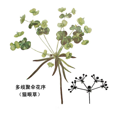 (3)多歧聚伞花序:花序主轴顶端发育出一花后,顶花下的主轴上又分出三