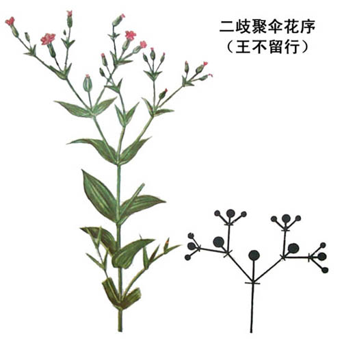 (4)轮伞花序:多为唇形科植物,对生叶序的叶腋内侧各生3朵以上的花