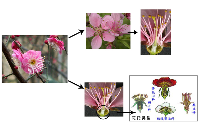 根据心皮数,花托类型,子房位置和果实特征分为四个亚科.