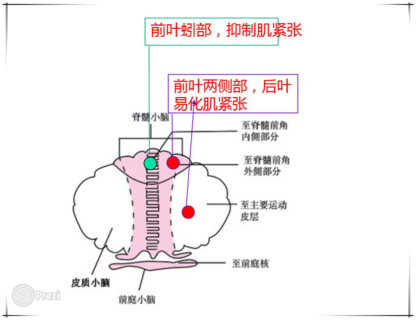 前庭小脑:维持身体的平衡,协调眼球运动;损伤→平衡失调,表现为站立不