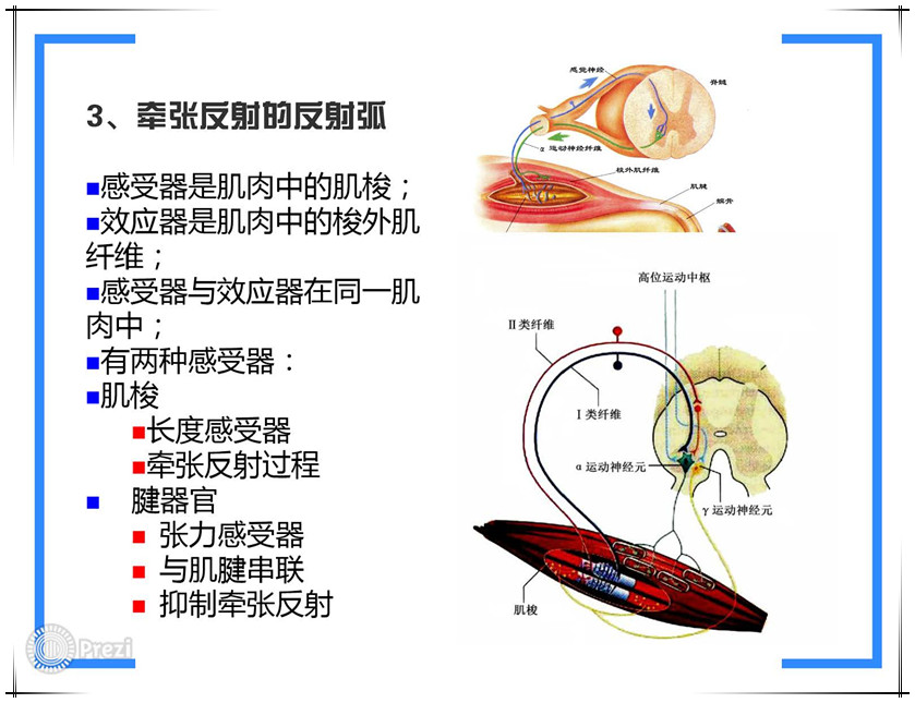 支配:梭外肌 功能:肌收缩(通过运动单位实现 运动单位定义:由一个α