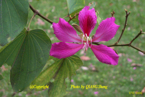 (3)羊蹄甲 bauhinia variegata l.:叶先端2裂.