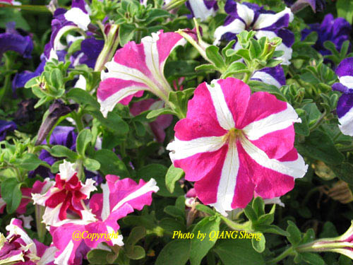 碧冬茄(矮牵牛)