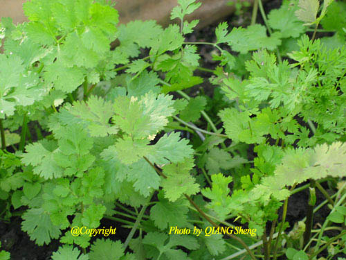 芫荽