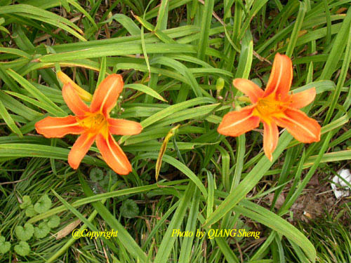 金针菜(黄花菜)