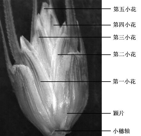 小麦小穗结构