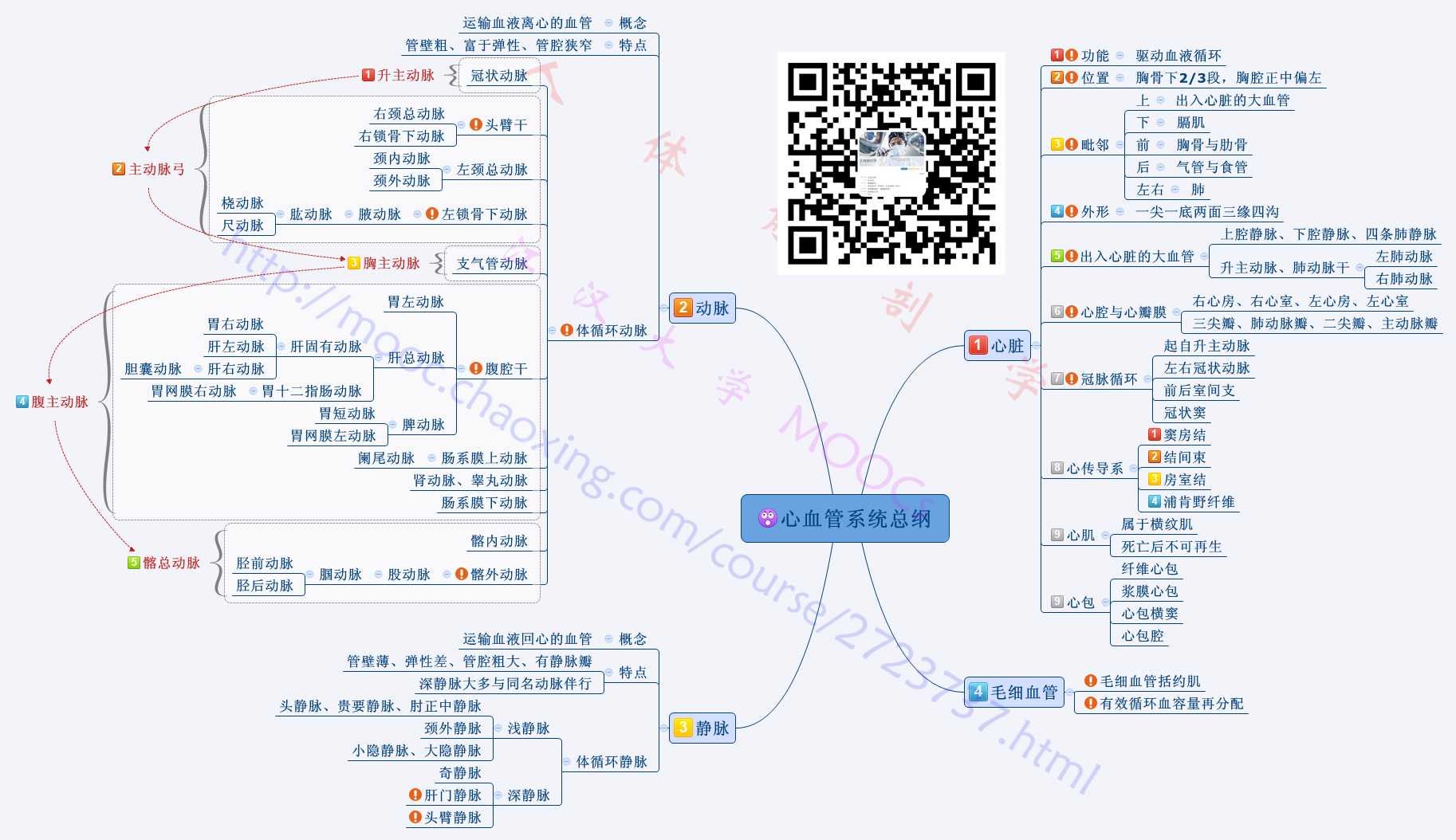 心血管系统总纲.png