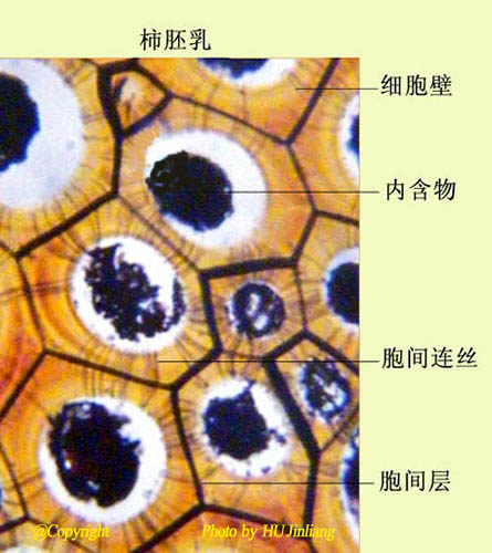 相邻两个细胞壁上的纹孔往往精确地发生,形成纹孔时,纹孔对中间的胞间