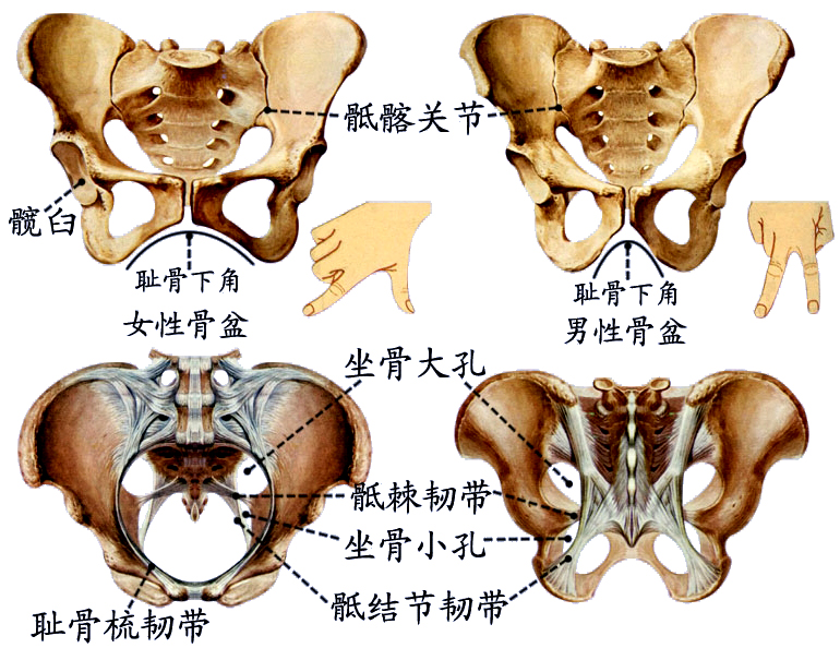 骨盆11.jpg