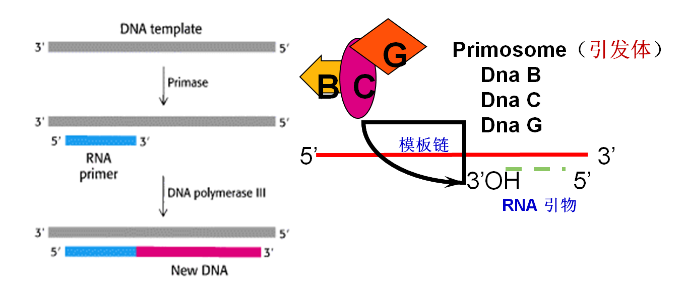 primase is able to synthesize rna primers using free ntps as