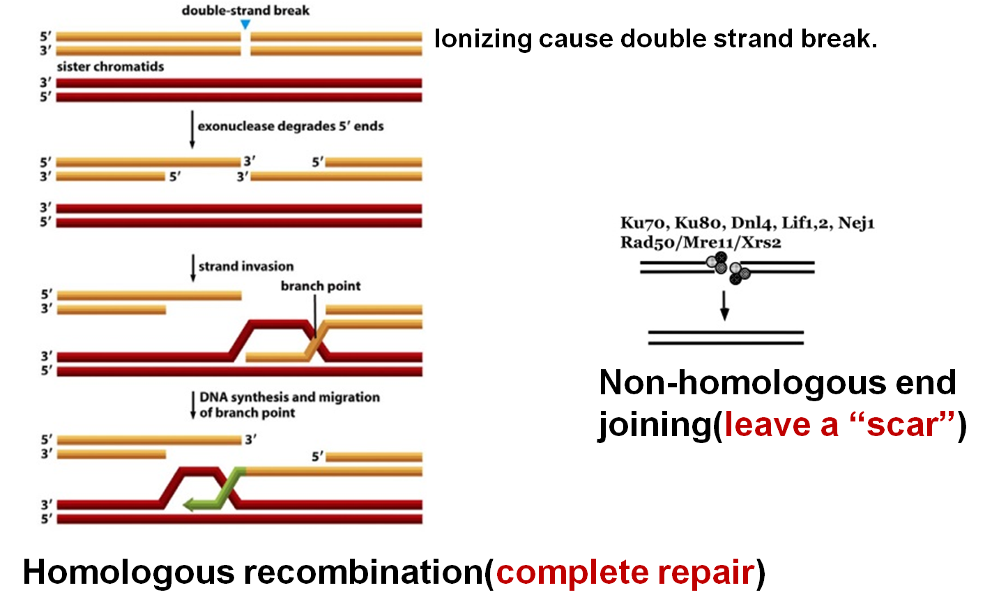 5.recombination repairing(重组修复)