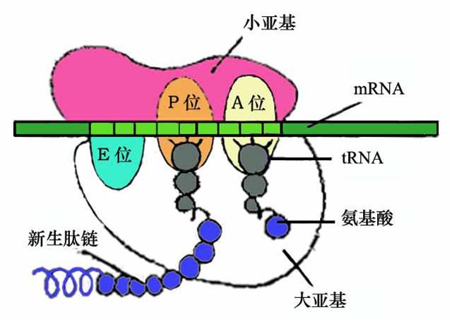 (维持核糖体结构) · 2. involved in binding to mrna.