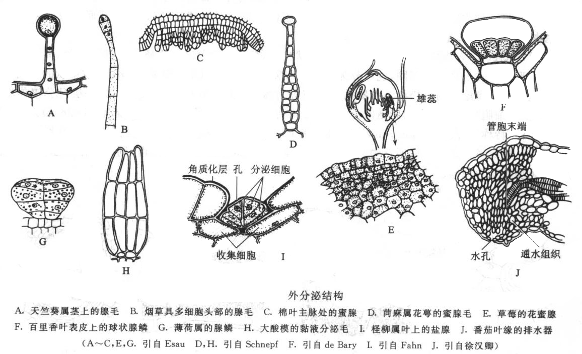 腺毛(glandular hair)是具有分泌功能的表皮毛状附属物.