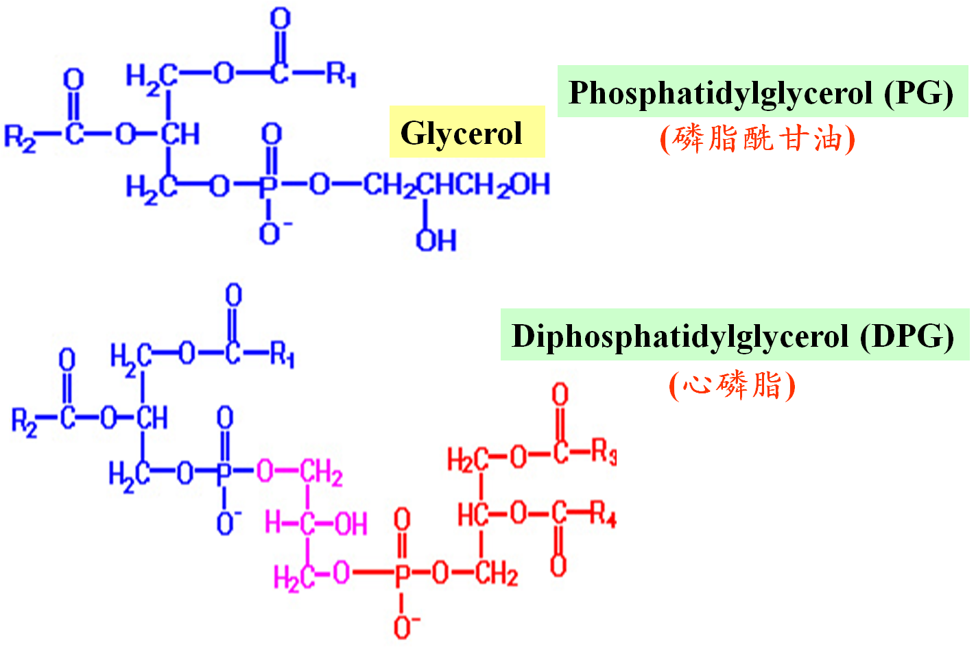 二棕榈酸磷脂酰胆碱