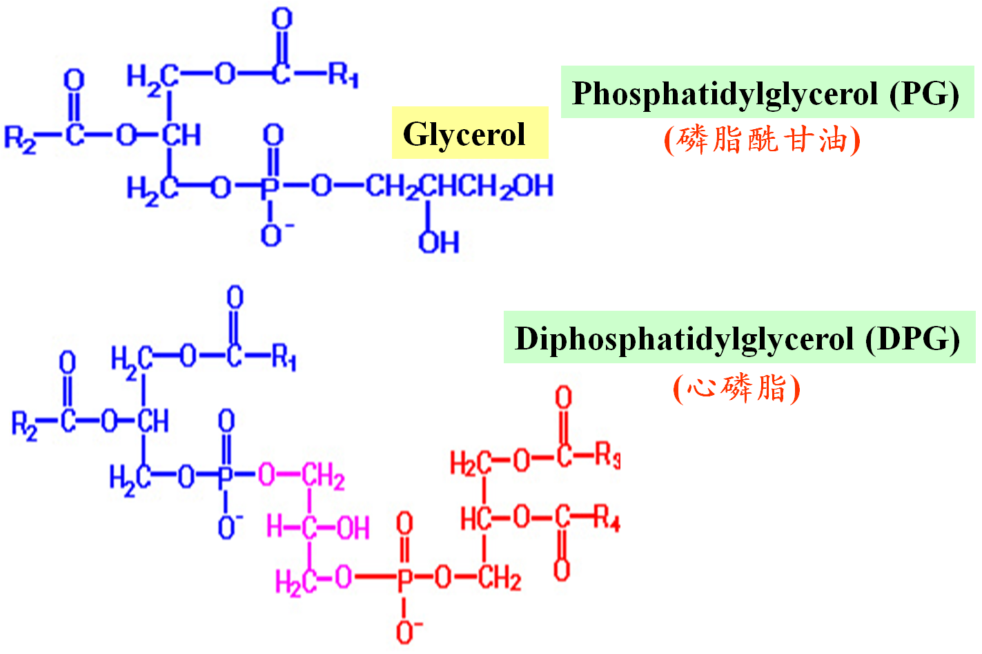 组成:甘油,脂酸,磷酸基团,取代基 ★ 结构:   ★ 功能:含一个极性