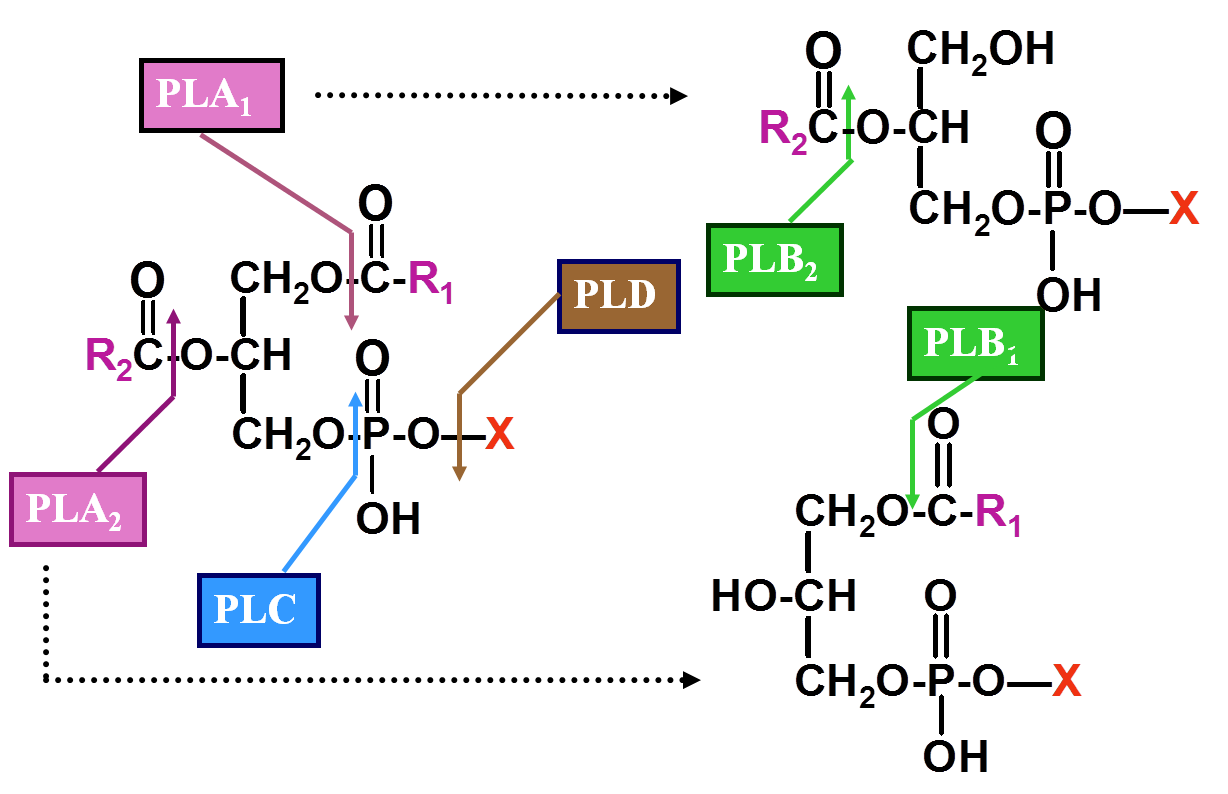 (三)甘油磷脂的降解       ★磷脂酶 (phospholipase   pla)