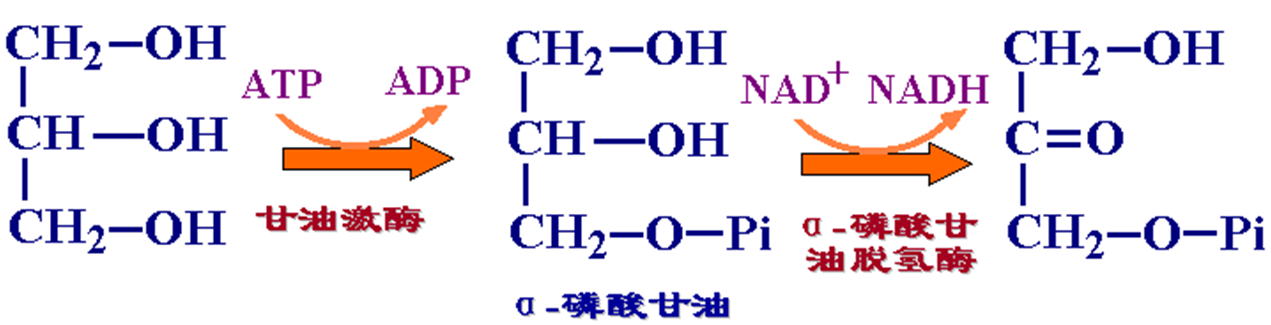 甘油可转变为磷酸二羟丙酮