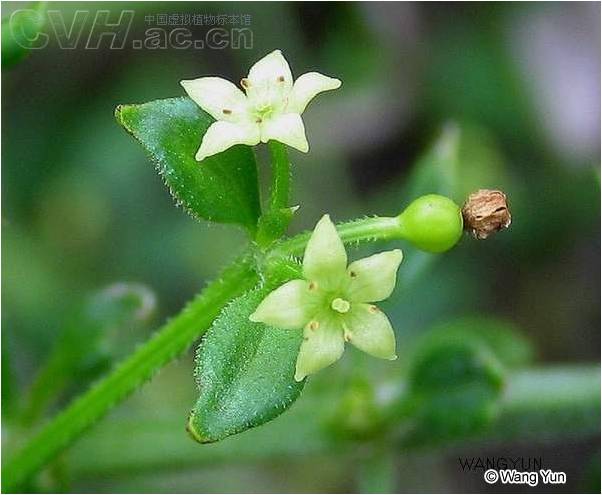 茜草科( rubiaceae )茜草属 茜草( rubia cordifolia )