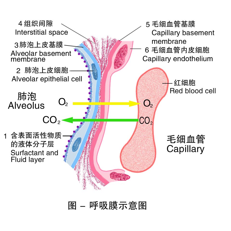 7-呼吸膜示意图 .jpg