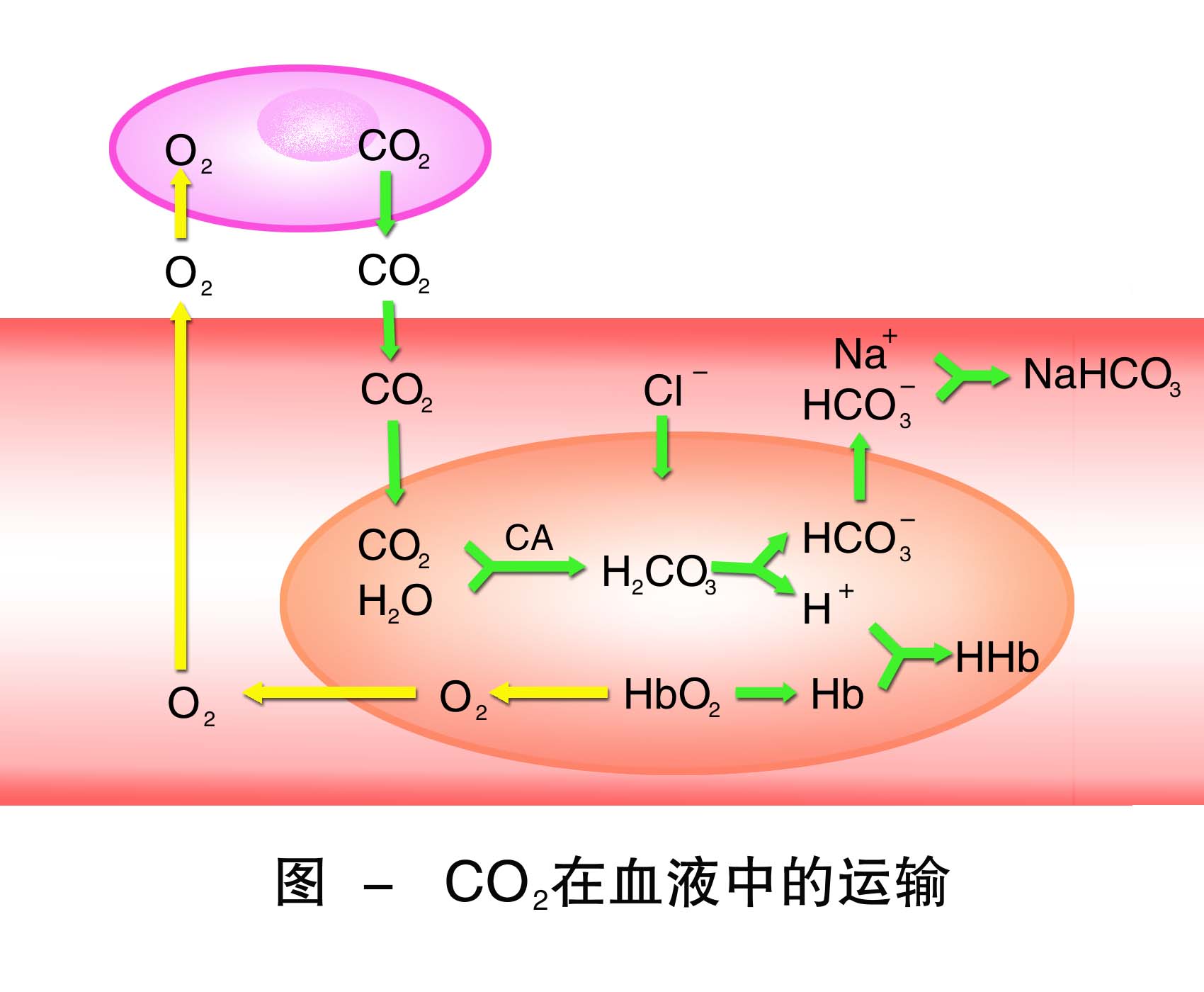 12-co2在血液中的运输 .jpg