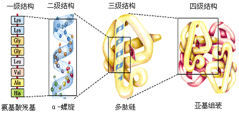 质分子中各亚基之间的空间排布和相互接触关系称为蛋白质的四级结构