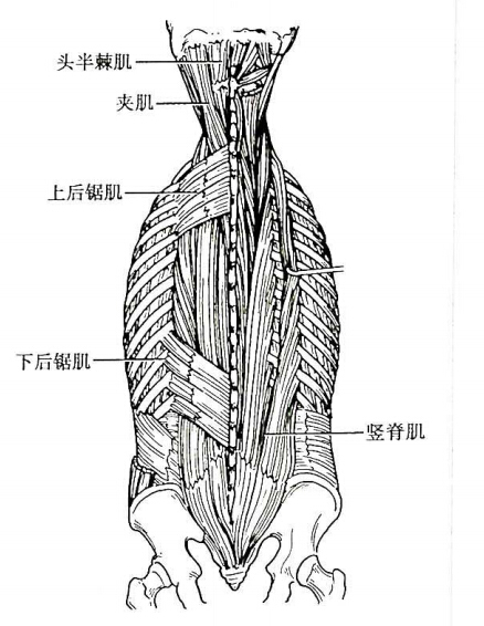 斜方肌止于肩胛冈,肩峰和锁骨,背阔肌止于肱骨小结节嵴.