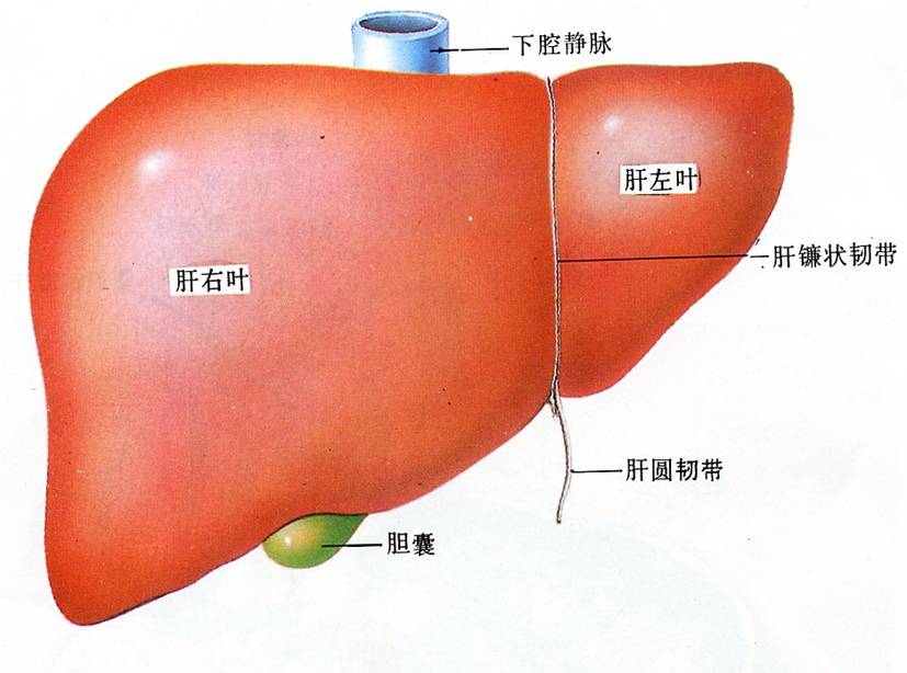 肝脏是体内最大的实质性,重量约为0克.