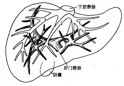 形成独特的"c"形结构称矢状段, 末端稍膨大称囊部,与肝圆韧带相连,后