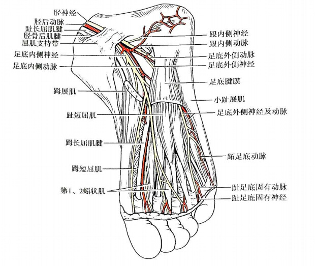 图3-7 小腿后区的血管神经      (二)  足底肌 足底肌可分为外侧