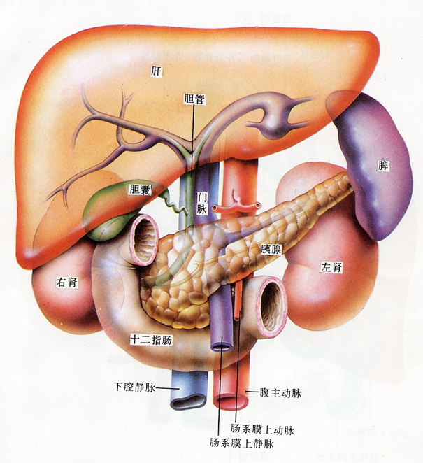 右前方为胆囊,胆总管及门静脉,前方为肝左叶,左前方为胃,左侧为脾脏