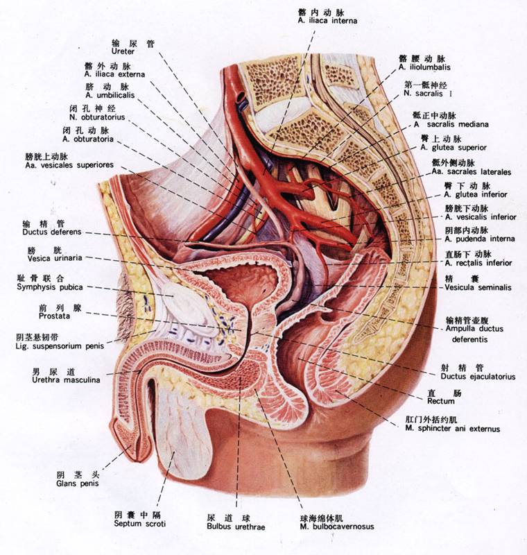 前列腺解剖概要 前列腺在盆腔底部,膀胱后方,直肠前方.
